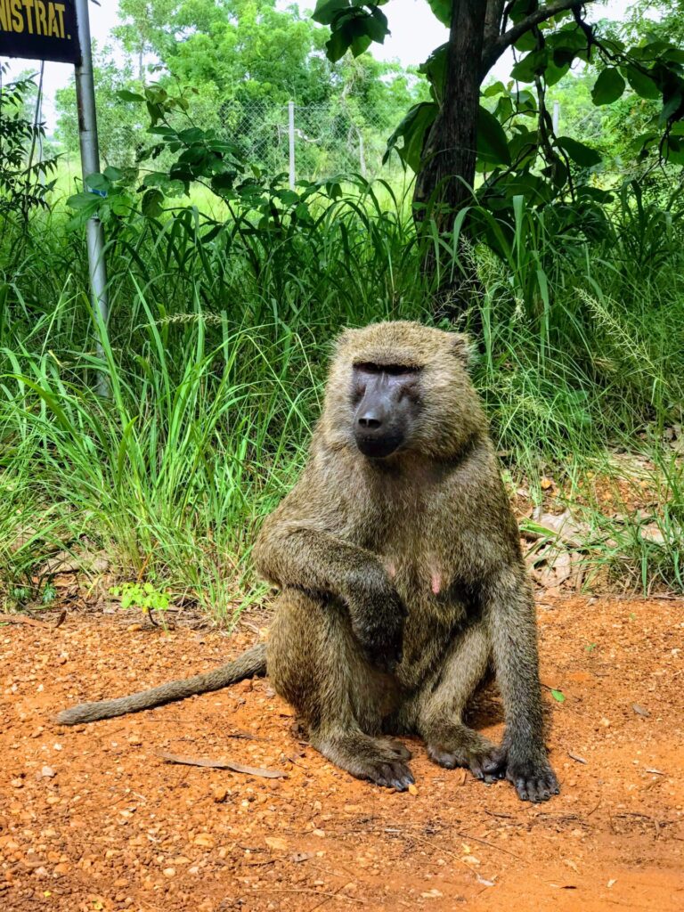 The Ultimate 10-Day Ghana Itinerary: Exploring Culture, History, and Nature on the Gold Coast!