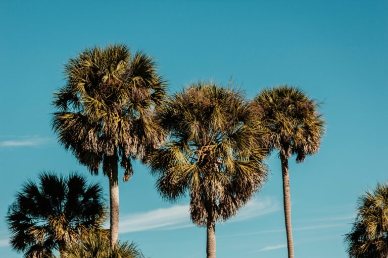 The 17 Best Things to Do in Anna Maria Island