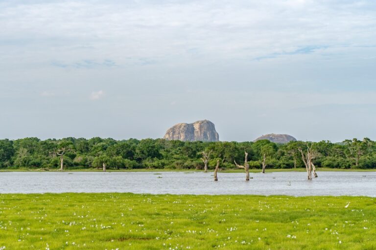 Sri Lanka Safari Guide: The 11 Best National Parks for Wild Elephants, Leopards & Incredible Wildlife