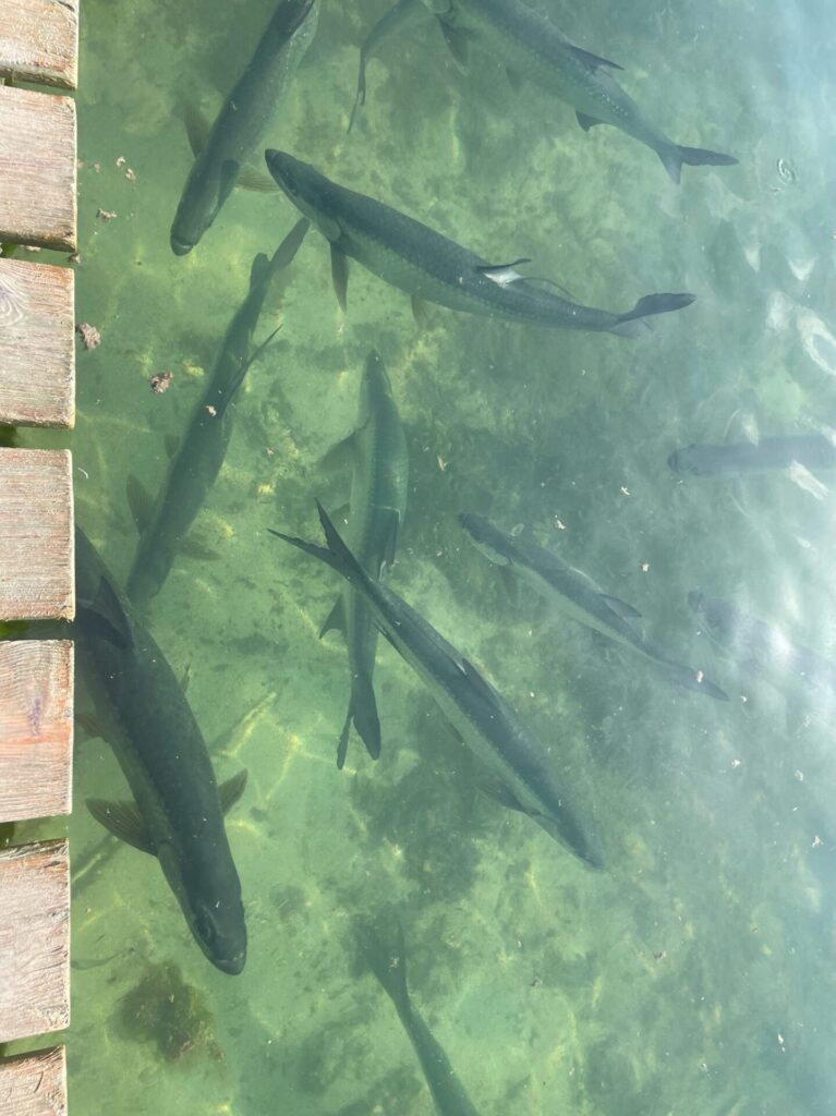 12 Epic Things to Do in Caye Caulker + 3 That Aren’t Worth It