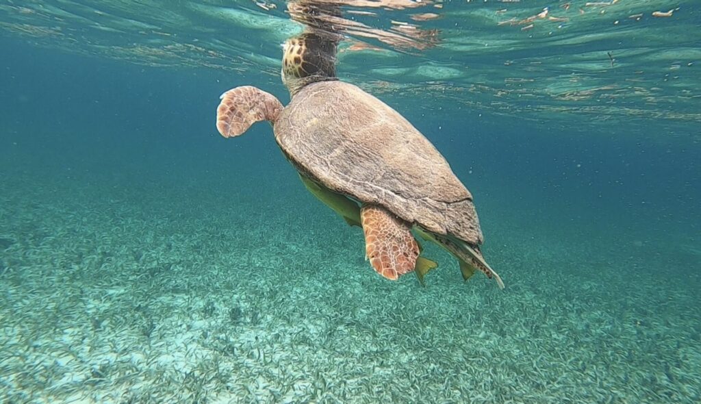 The Best Caye Caulker Snorkeling Tour: Everything You Need to Know in 2025