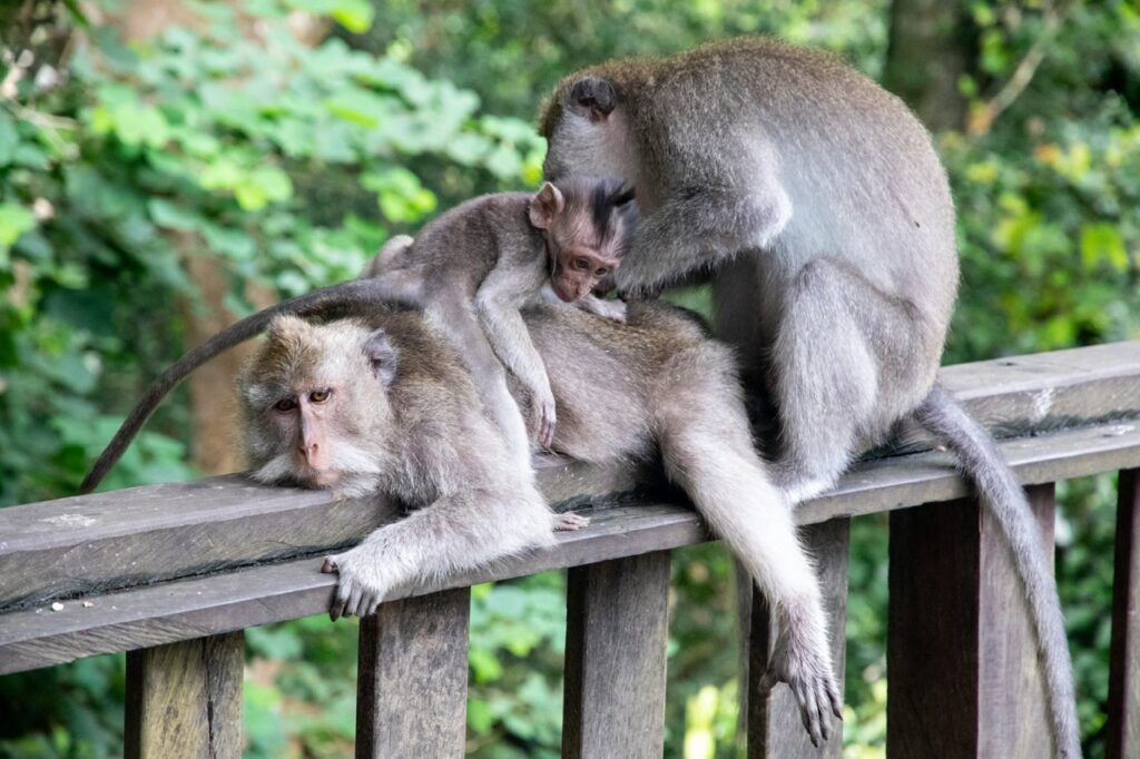 What to Do in Ubud: 10 Things I Loved & 7 Things You Can Skip (2025)