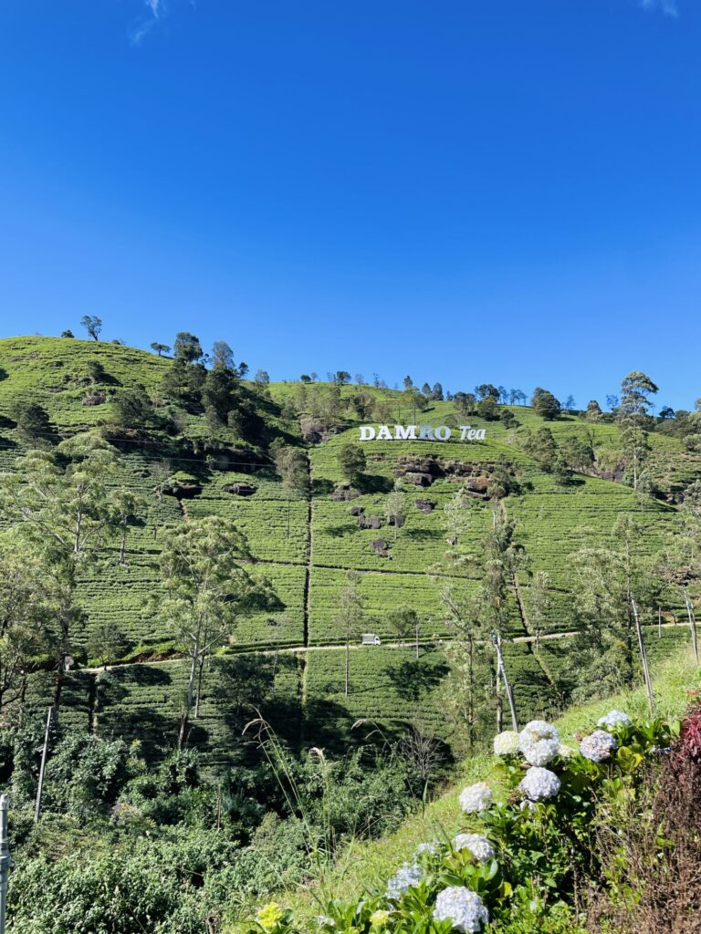 The Best Nuwara Eliya Tea Plantation Experience: Our Tuk Tuk Tour Review (2025)