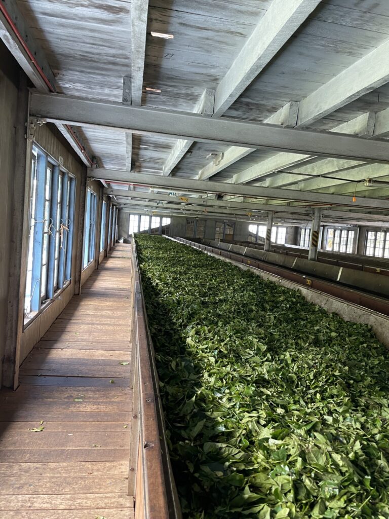 The Best Nuwara Eliya Tea Plantation Experience: Our Tuk Tuk Tour Review (2025)