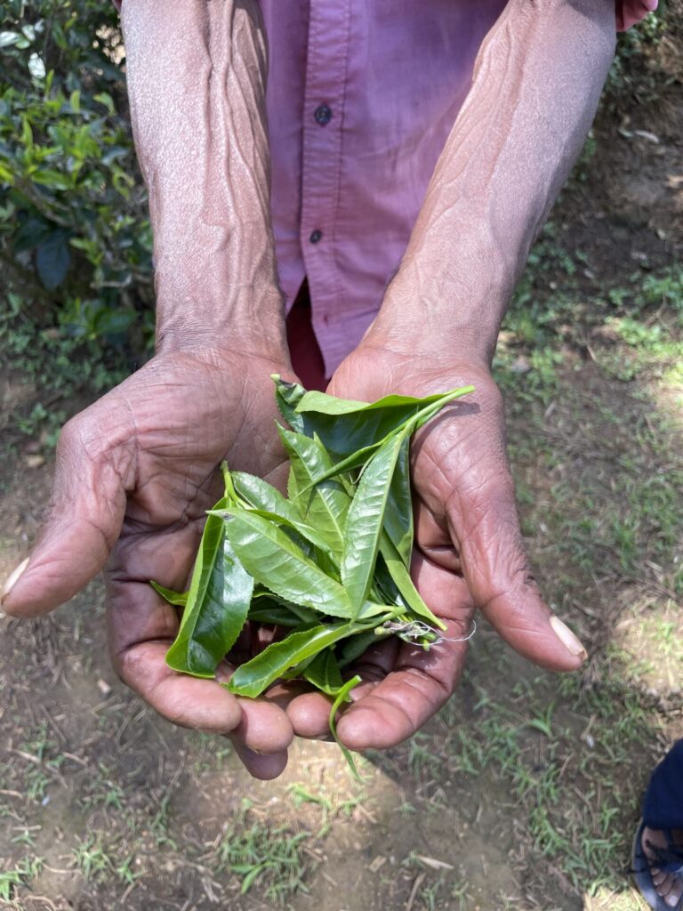 The Best Nuwara Eliya Tea Plantation Experience: Our Tuk Tuk Tour Review (2025)