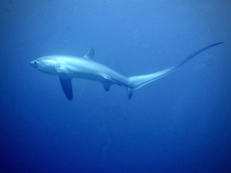 Diving in Malapascua: Thresher Sharks & My Incredible Experience in 2025