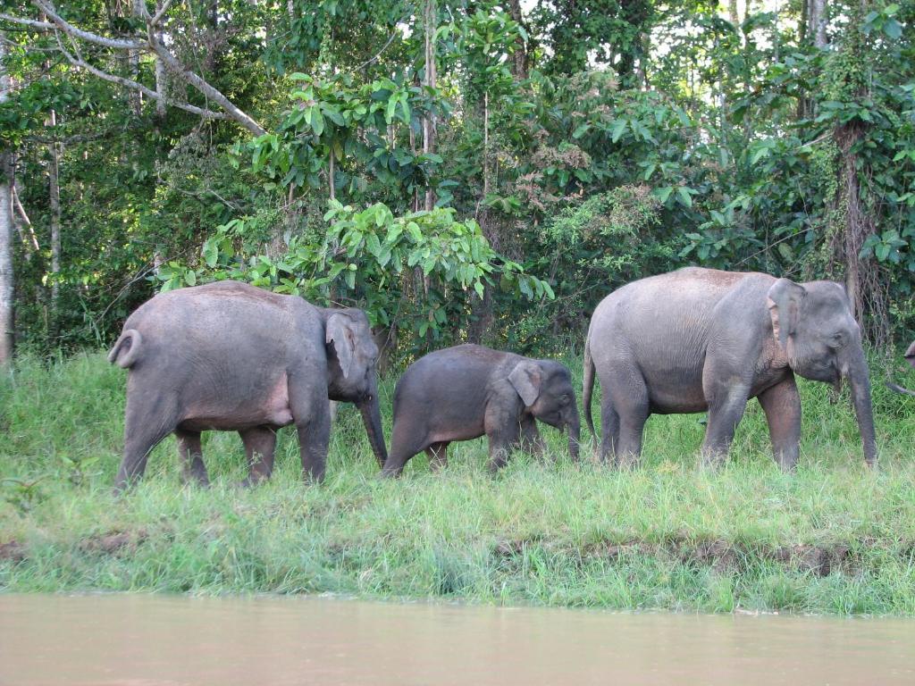 Kinabatangan River Travel Guide: Everything You Need to Know + My Amazing Experience in 2025