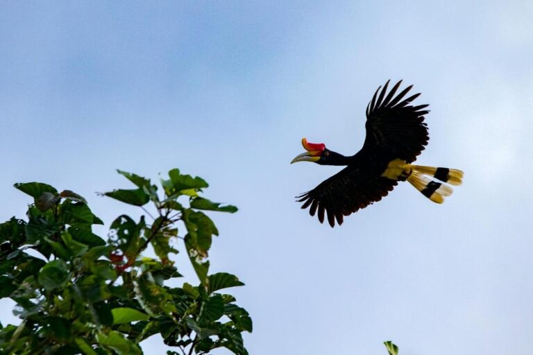 Kinabatangan Wildlife Sanctuary: Is It Worth Visiting? My Honest Review (2025)