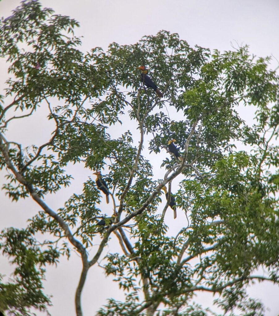 Where to Stay Kinabatangan River Borneo: My Top Areas and Lodges in 2025