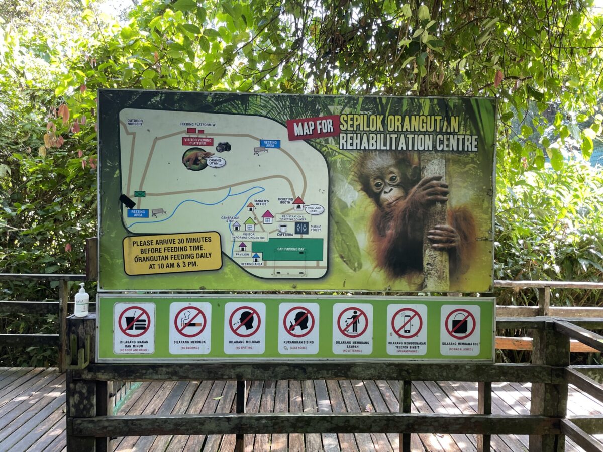 Sepilok Orangutan Rehabilitation Center: My Honest Review in 2025