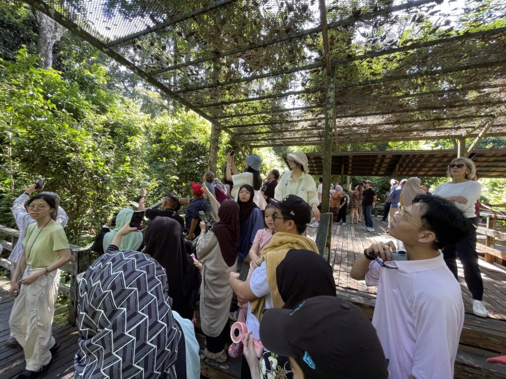 Sepilok Orangutan Rehabilitation Center: My Honest Review in 2025