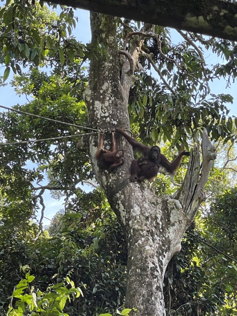 Sepilok Orangutan Rehabilitation Center: My Honest Review in 2025