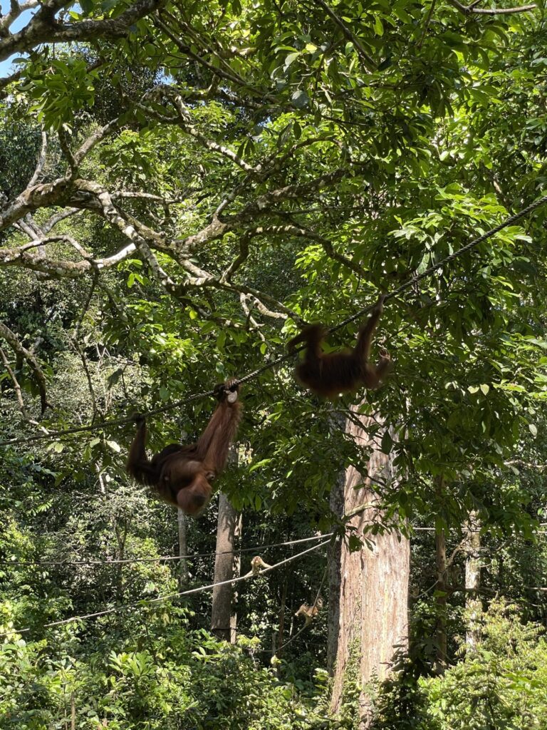 Sepilok Orangutan Rehabilitation Center: My Honest Review in 2025