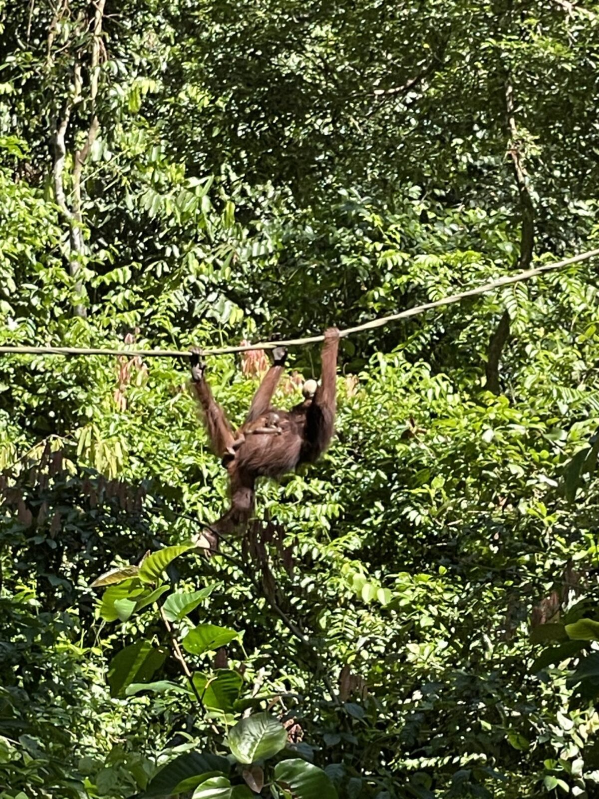 The Best Place to See Orangutans in Borneo: My Experience & Travel Tips in 2025