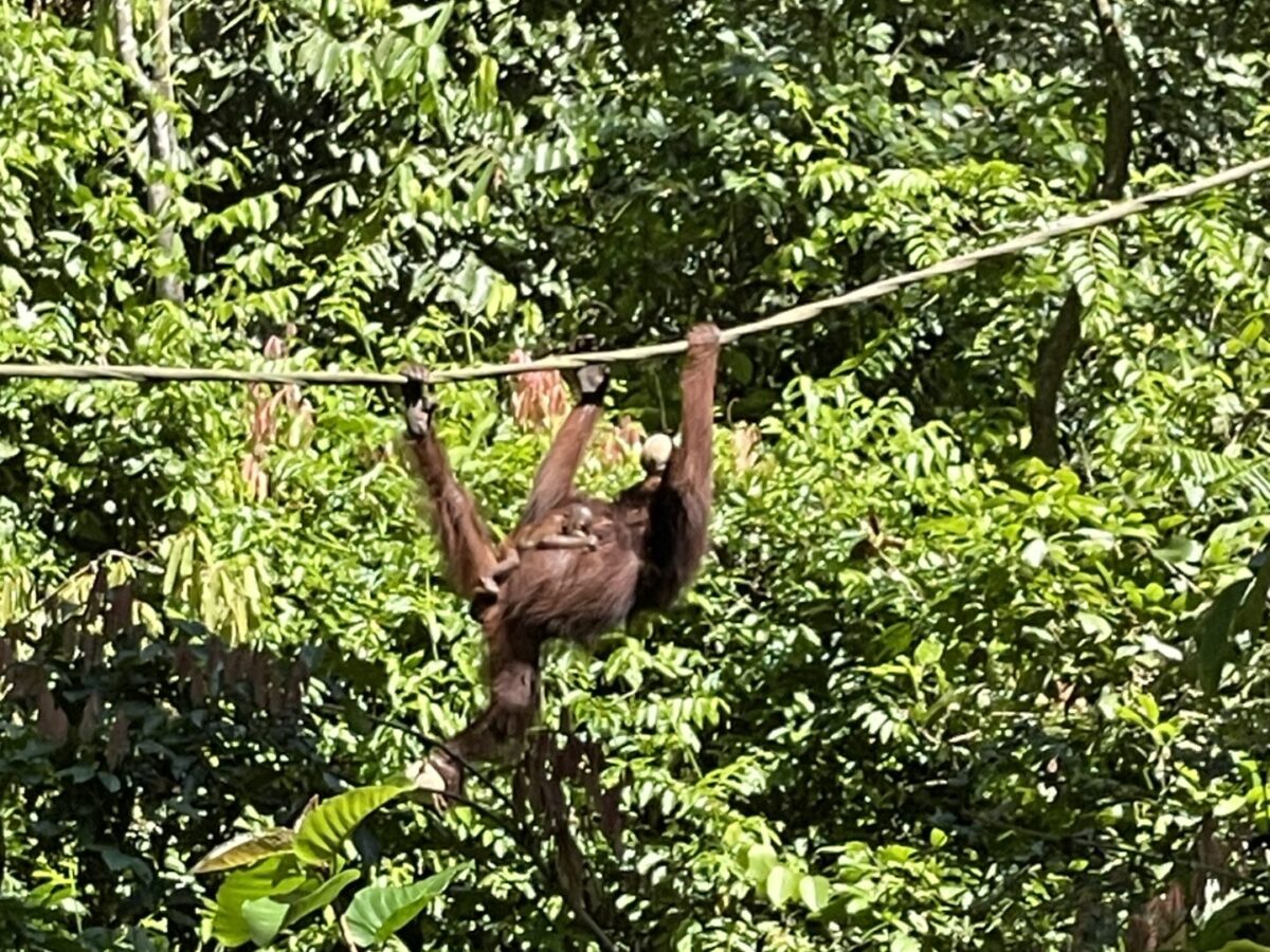 The Best Place to See Orangutans in Borneo: My Experience & Travel Tips in 2025