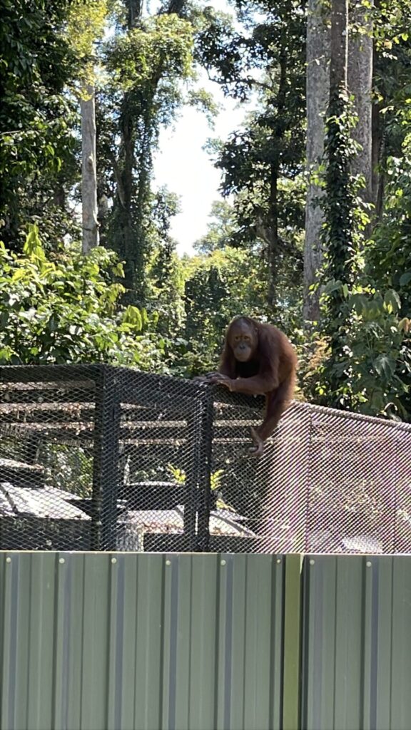 Sepilok Orangutan Rehabilitation Center: My Honest Review in 2025