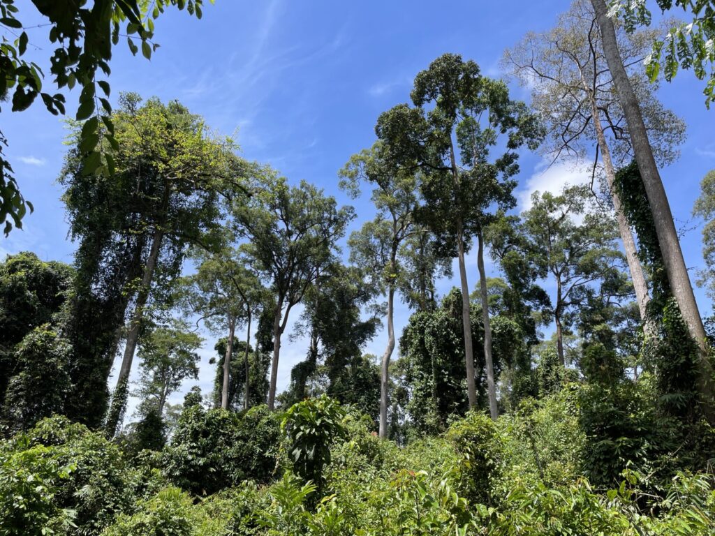 Sepilok Orangutan Rehabilitation Center: My Honest Review in 2025