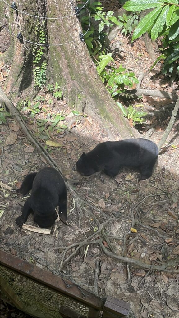 The 6 Best Things to Do in Sandakan Borneo: What I Loved & What You can Skip