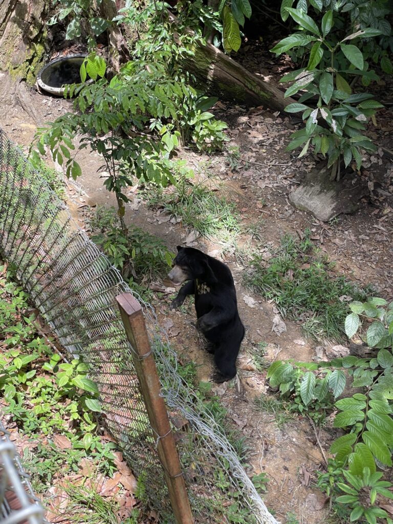 The 6 Best Things to Do in Sandakan Borneo: What I Loved & What You can Skip