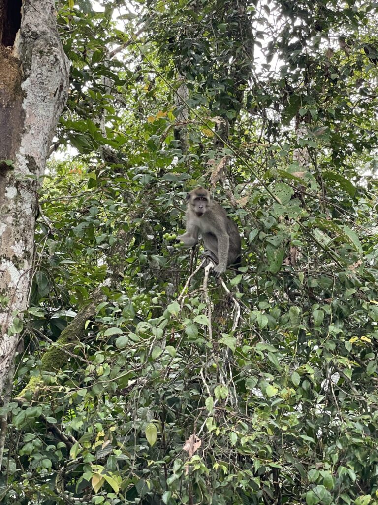 Where to Stay Kinabatangan River Borneo: My Top Areas and Lodges in 2025