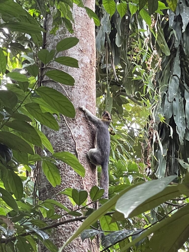 Rainforest Discovery Center Sepilok: My Honest Review 2025