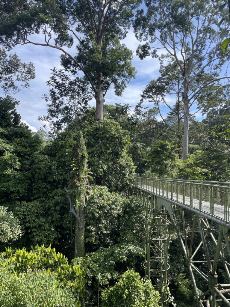 Rainforest Discovery Center Sepilok: My Honest Review 2025