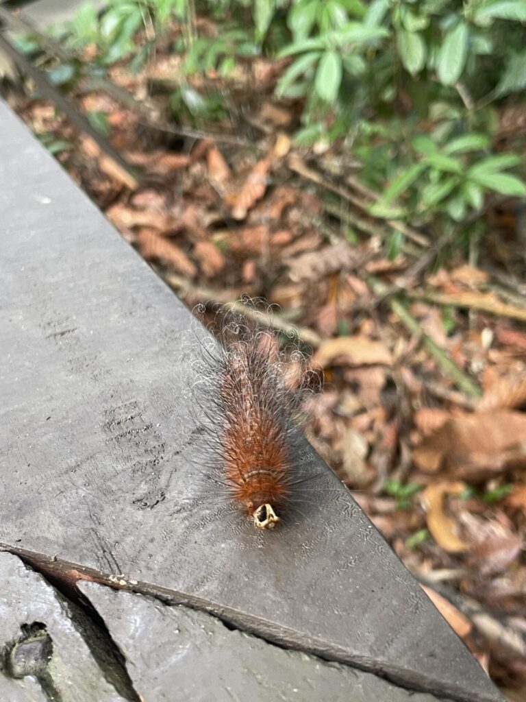 Rainforest Discovery Center Sepilok: My Honest Review 2025