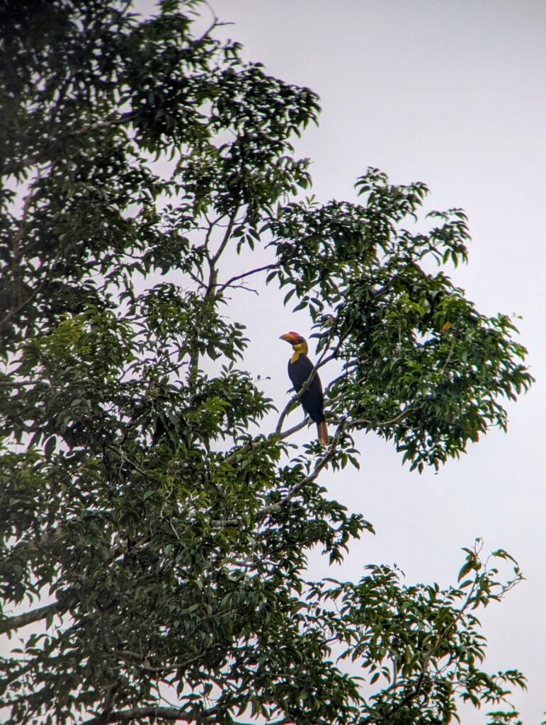 10 Day Borneo Itinerary: What I Did , Loved & Learned in The Land Below the Wind