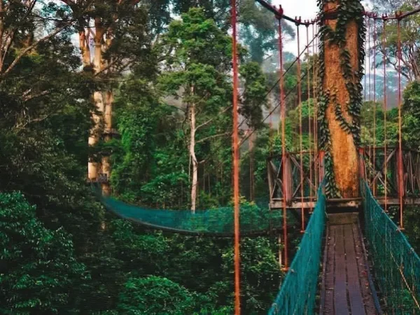 The 9 Best Things to Do in Borneo Malaysia 2025