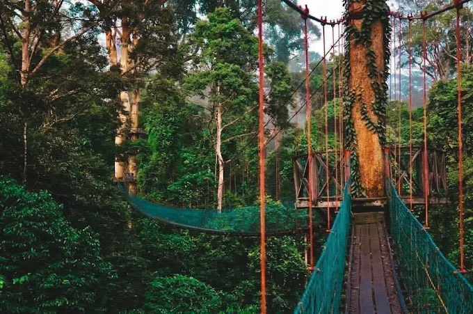 The 9 Best Things to Do in Borneo Malaysia 2025