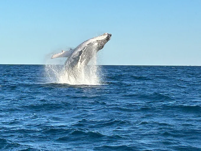 18 Amazing Things to Do in Noosa + My Favorite Day Trips