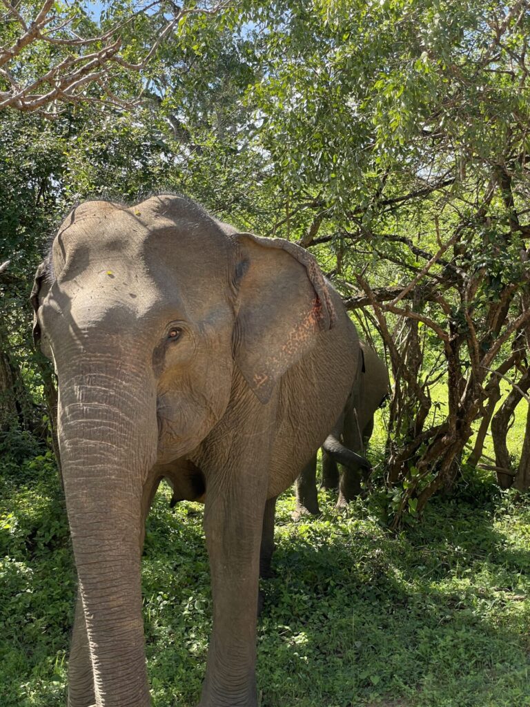 Is Sri Lanka Worth Visiting? My Honest Review in 2025 
