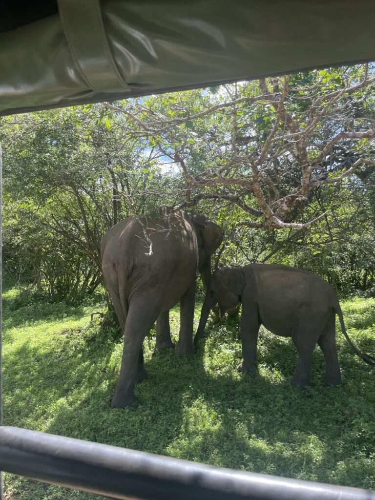 Is Sri Lanka Worth Visiting? My Honest Review in 2025 
