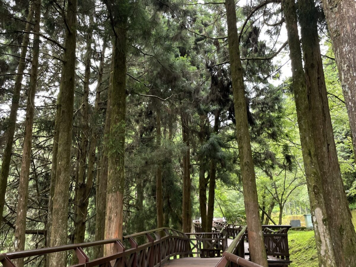 Where to Stay at Alishan Forest: My Tips, Tricks & Best Hotels in Alishan National Forest 2025