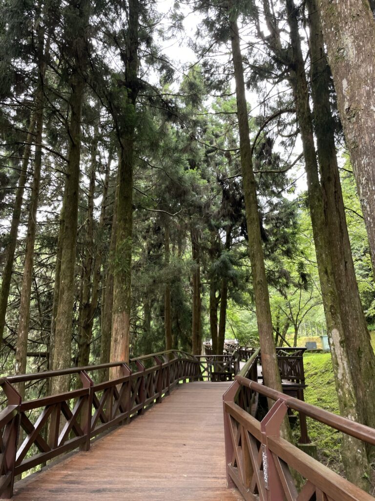 Where to Stay at Alishan Forest: My Tips, Tricks & Best Hotels in Alishan National Forest 2025