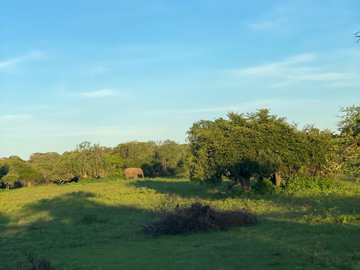 How to Get to Yala National Park: One Day Safari Tour from Tissamaharama , Mirissa or Ella(2025)