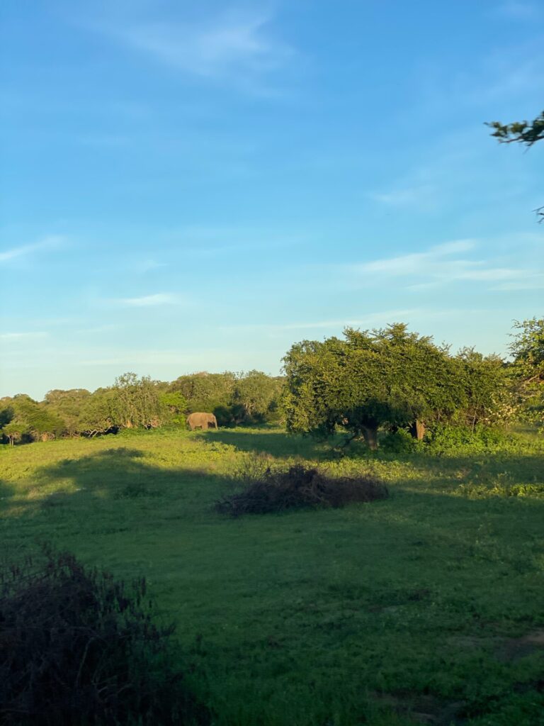 How to Get to Yala National Park: One Day Safari Tour from Tissamaharama , Mirissa or Ella(2025)