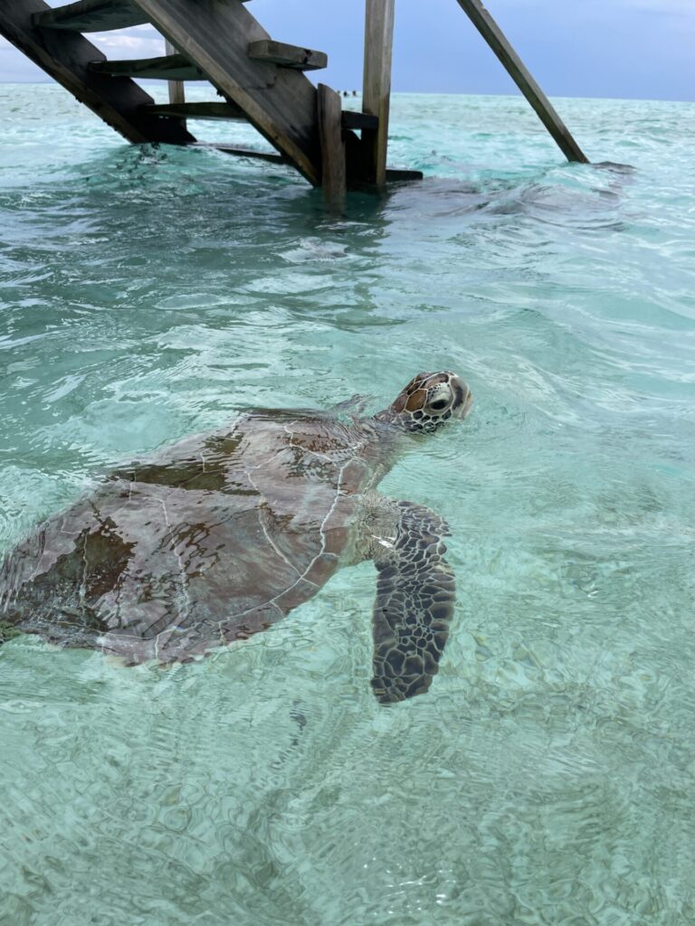 Is Balabac Worth Visiting? My Honest Review (2025)