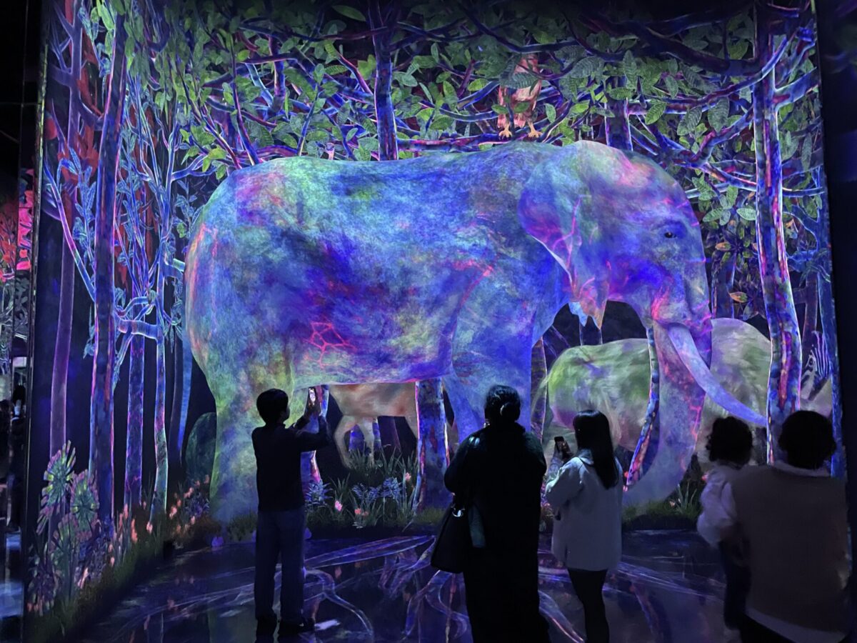 TeamLab Planets vs. TeamLab Borderless: My Honest Comparison 2026