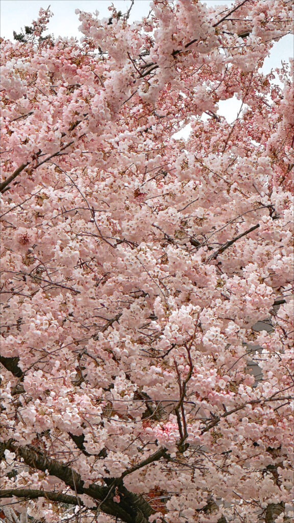 The Best Time to Visit Tokyo Japan (When I Would Go Again) 2026