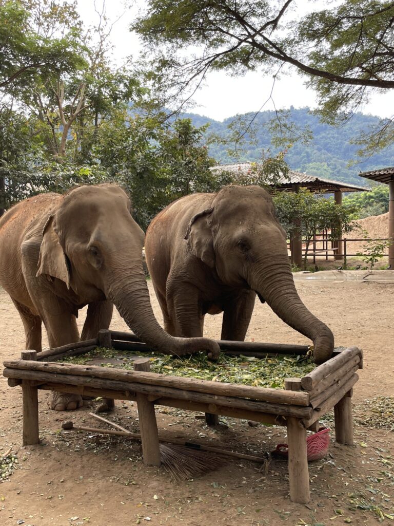 My Perfect 3 Day Koh Samui Itinerary: How I’d Spend 72 Hours in Koh Samui (2026)