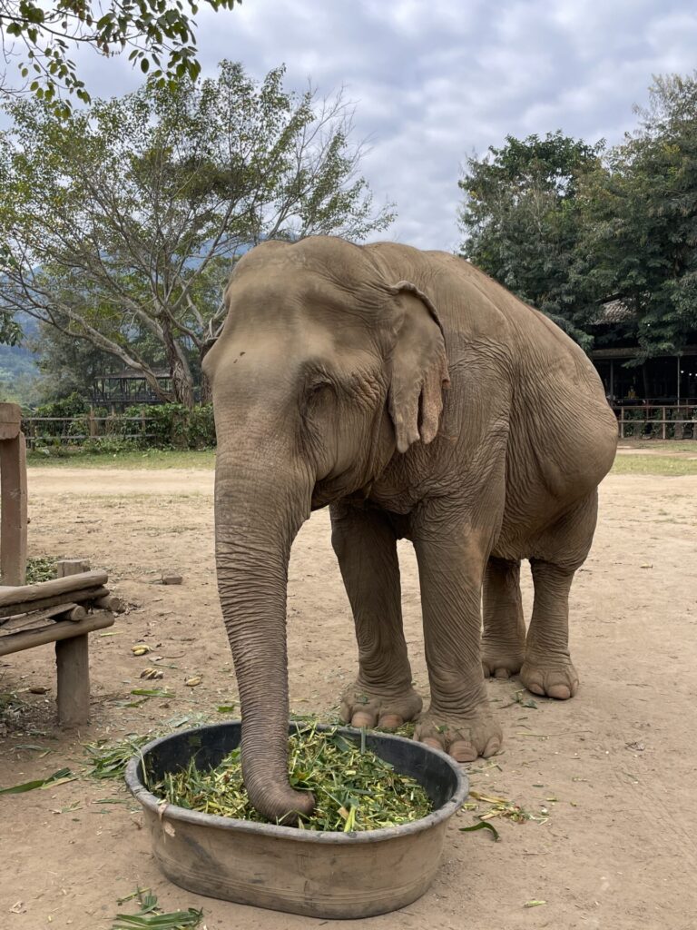 My Perfect 3 Day Koh Samui Itinerary: How I’d Spend 72 Hours in Koh Samui (2026)