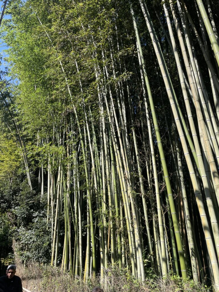 A Mini Guide to Kyoto Bamboo Forest: Is It Worth It + Best Alternative in 2026