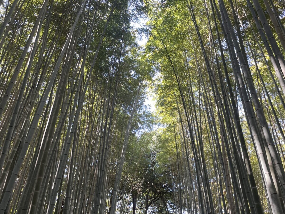 A Mini Guide to Kyoto Bamboo Forest: Is It Worth It + Best Alternative in 2026