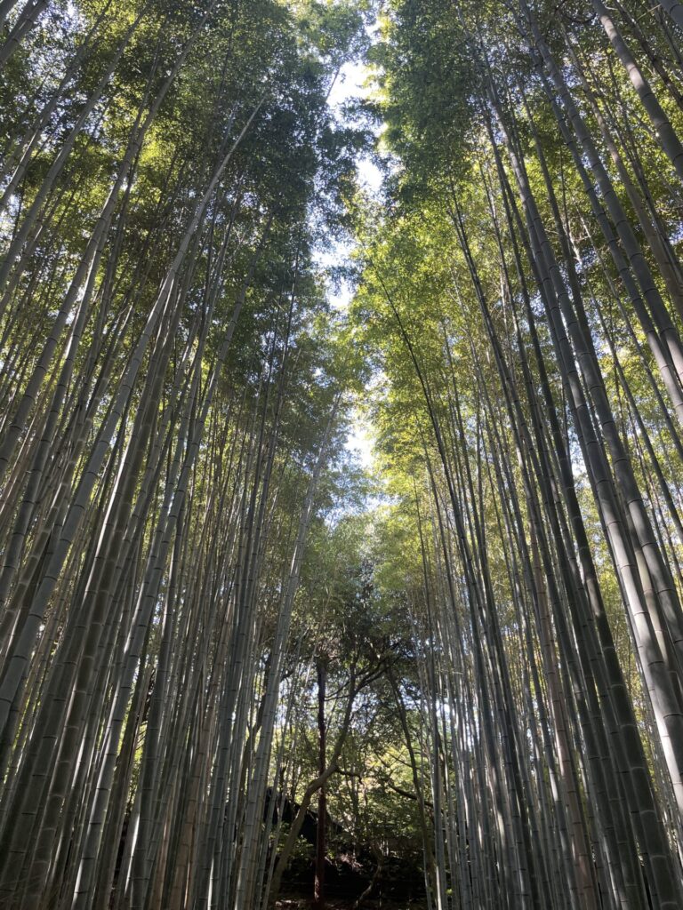 A Mini Guide to Kyoto Bamboo Forest: Is It Worth It + Best Alternative in 2026