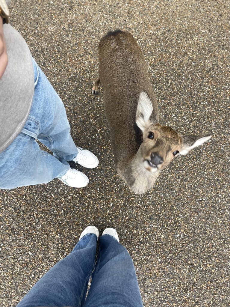 Is Nara Worth Visiting? My Honest Review 2026