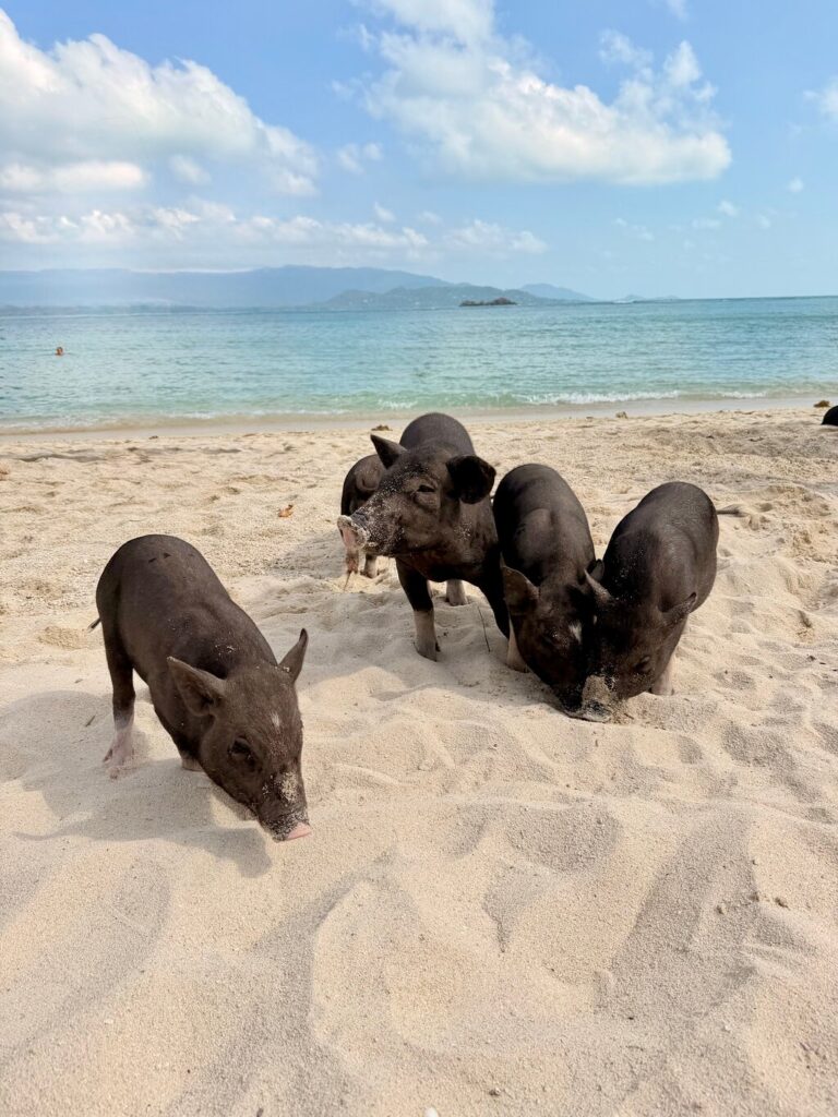 The 9 Best Things to Do in Koh Samui You Shouldn’t Miss 2026