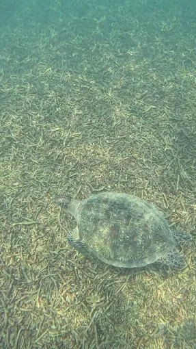 The 7 Best Things to Do in Koh Tao Thailand: What I Enjoyed The Most in 2026