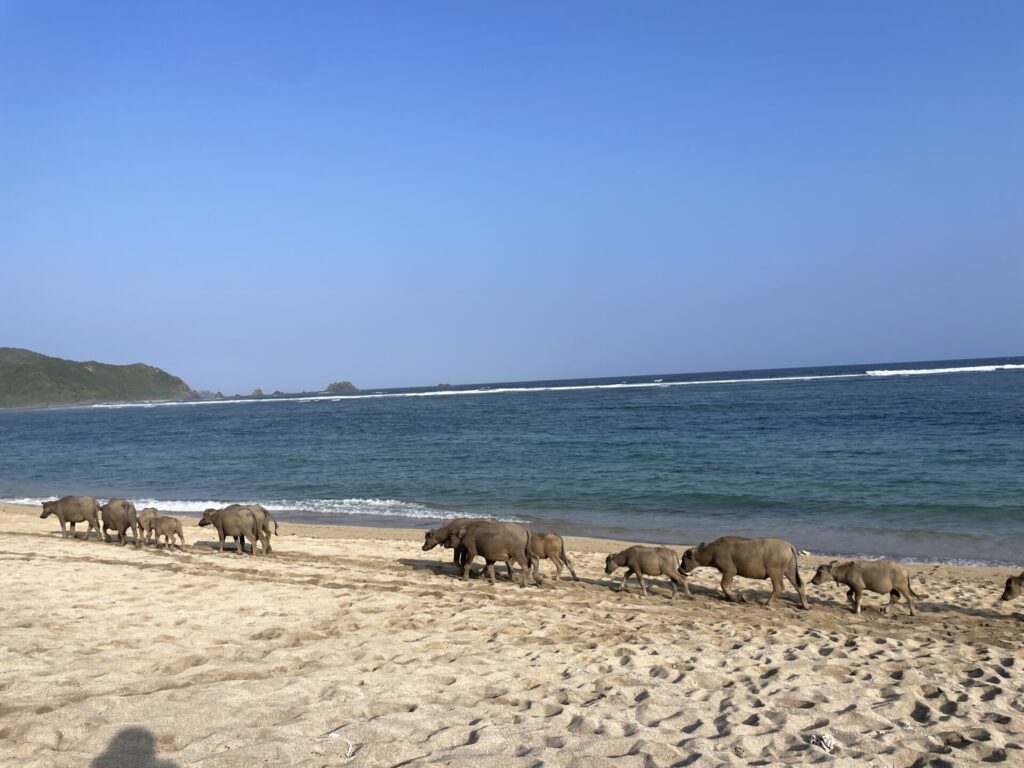 Where to Stay in Lombok Indonesia: My Favorite Areas & Hotels 2026