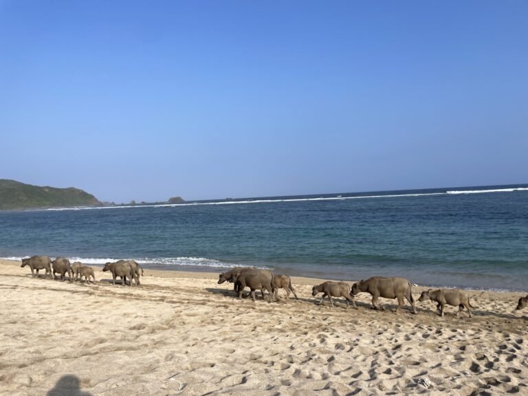 The 9 Best Things to Do in Lombok Island: My Favorite Activities in Lombok 2026